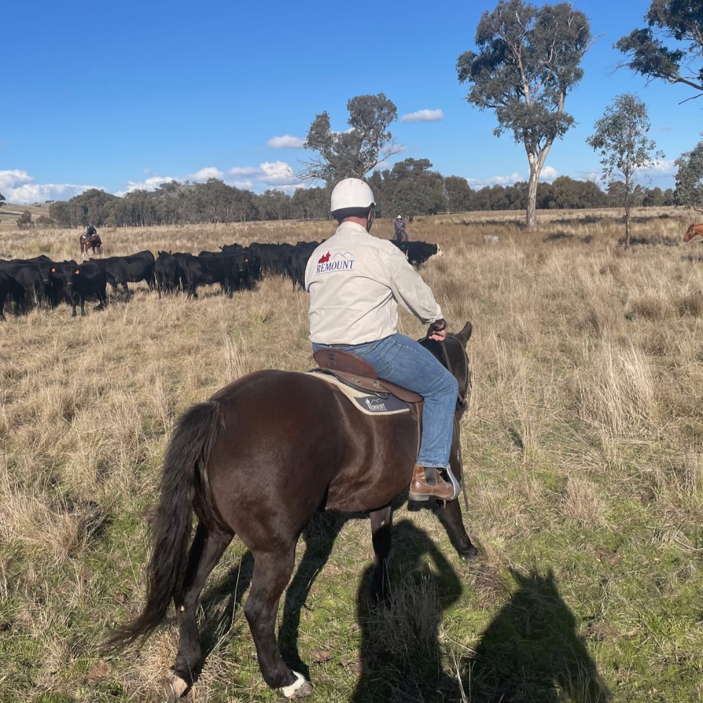 Remount – Assisting those who have served to get ‘back in the saddle ...